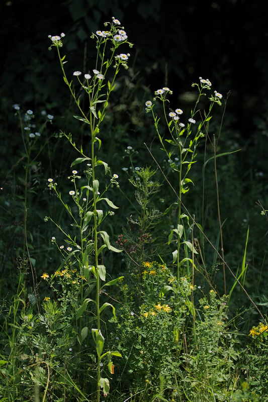 Image of Erigeron annuus specimen.