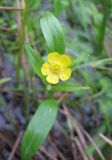 Ranunculus flammula