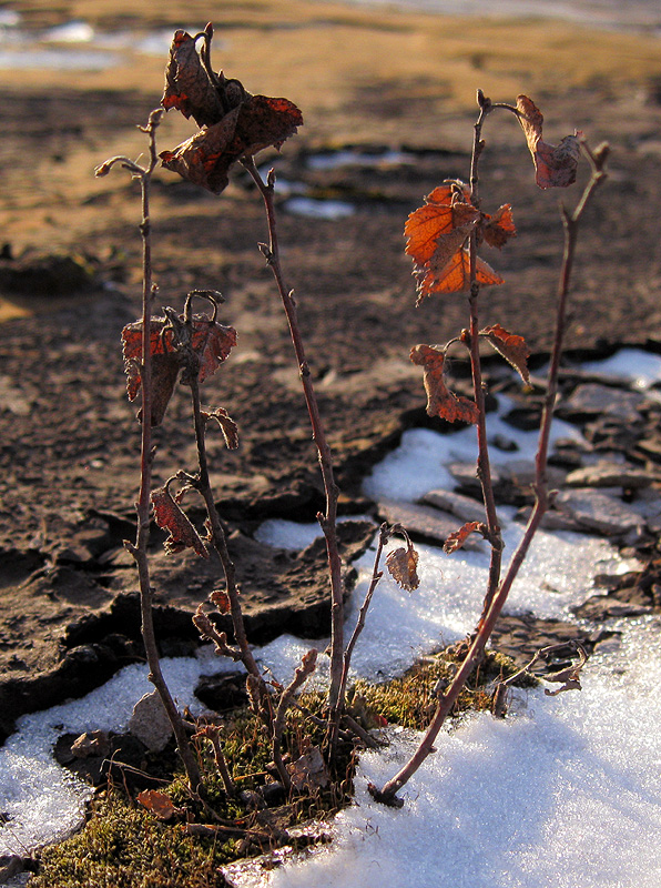 Image of Betula pendula specimen.