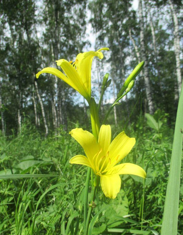 Изображение особи Hemerocallis minor.