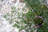 Astrodaucus littoralis. Прикорневой лист. Украина, Херсонская обл., Черноморский биосферный заповедник, о-в Тендровская Коса. 31 мая 2007 г.