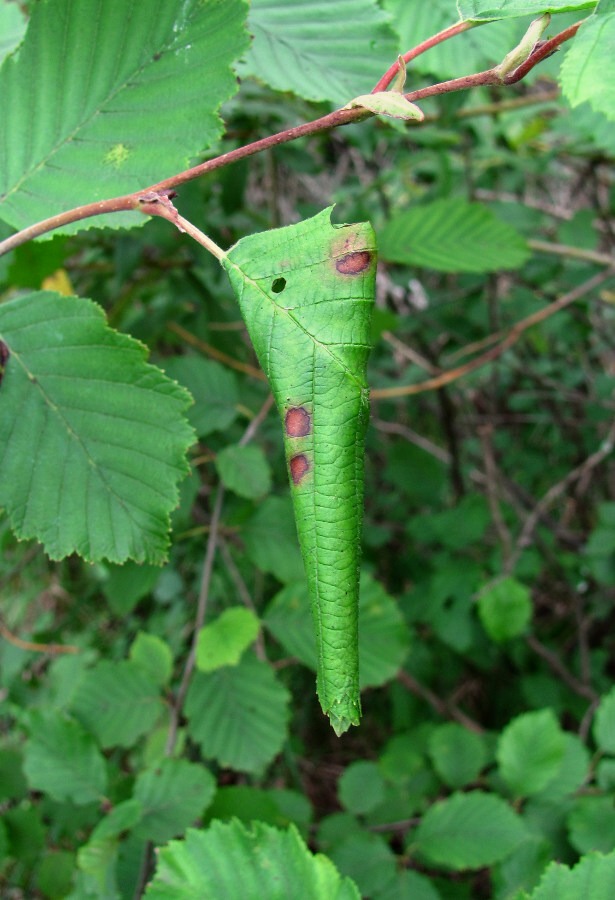 Изображение особи Alnus incana.