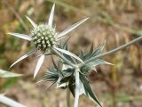 Eryngium macrocalyx