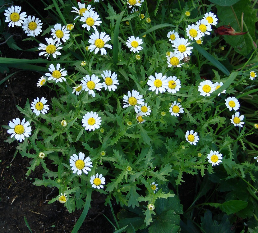 Image of Leucanthemum paludosum specimen.