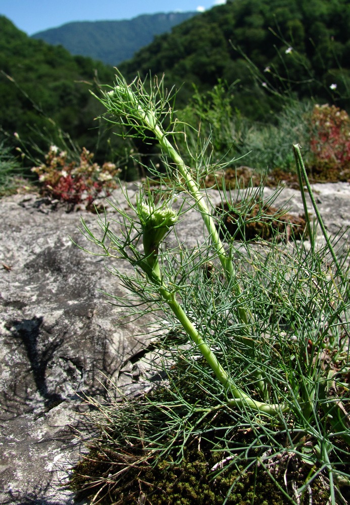 Image of Seseli rupicola specimen.