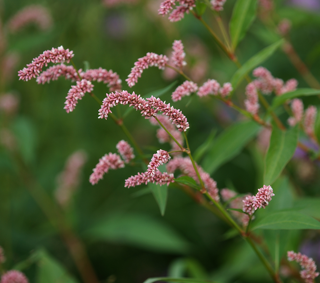 Image of Persicaria lapathifolia specimen.