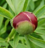 Paeonia lactiflora