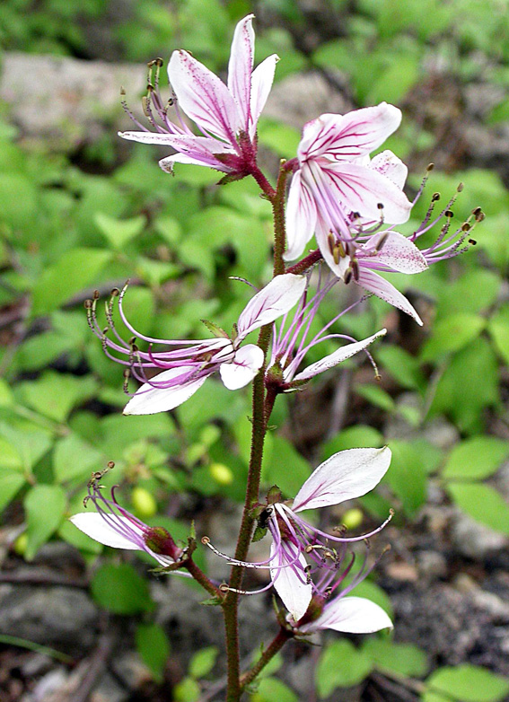 Image of Dictamnus gymnostylis specimen.