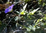 Geranium pseudosibiricum