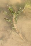 Potamogeton crispus. Вегетирующее растение. Ростовская обл., Неклиновский р-н, Самбекское с/п, дол. р. Самбек, в реке. 24.09.2015.