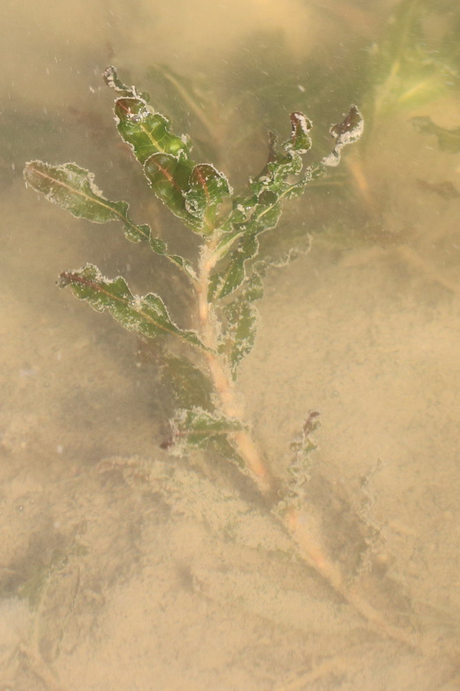 Image of Potamogeton crispus specimen.