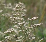 Limonium coralloides