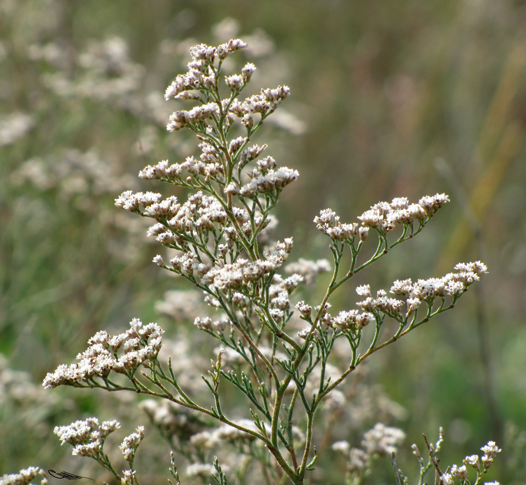 Изображение особи Limonium coralloides.