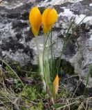 Crocus flavus