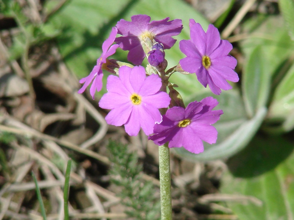 Изображение особи Primula farinosa.