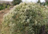 Clematis orientalis