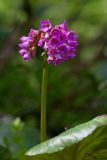 Bergenia crassifolia. Верхушка побега с соцветием. Бурятия, Байкальский заповедник, средняя часть северного склона хр. Хамар-Дабан, долина р. Осиновка, темнохвойная тайга, валунный склон. 16.06.2014.