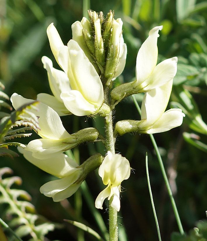 Image of Oxytropis macrocarpa specimen.