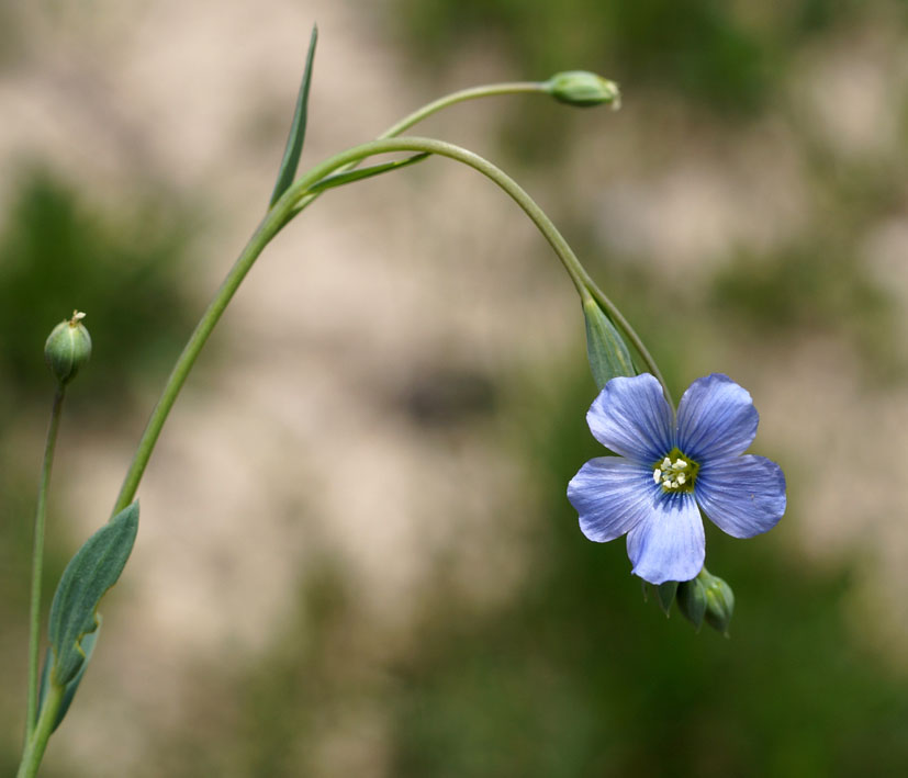 Изображение особи Linum altaicum.