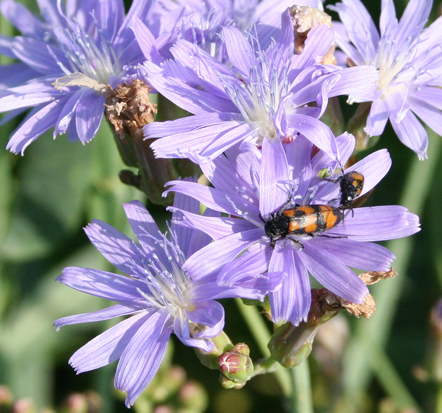 Image of Lactuca tatarica specimen.