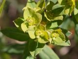 Euphorbia alatavica. Часть соцветия. Кыргызстан, Нарынская обл., левый берег р. Нарын, долина руч. Ирису. 12.06.2015.