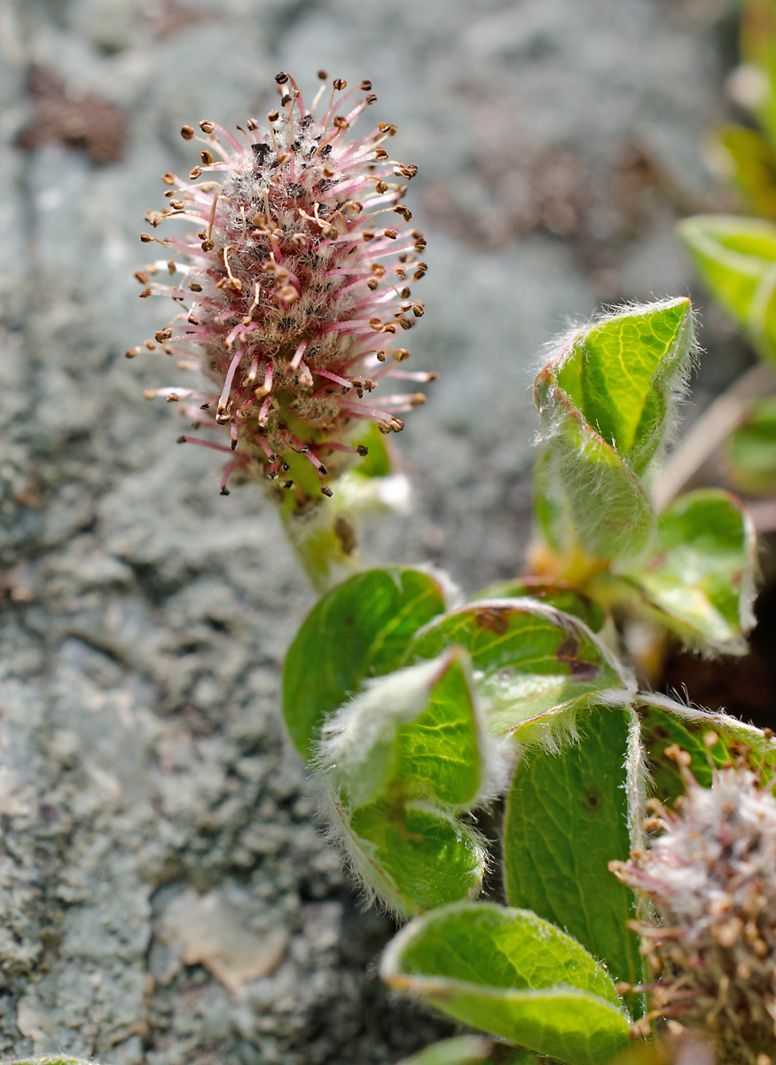 Image of Salix saxatilis specimen.