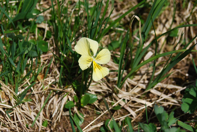 Изображение особи Viola altaica.