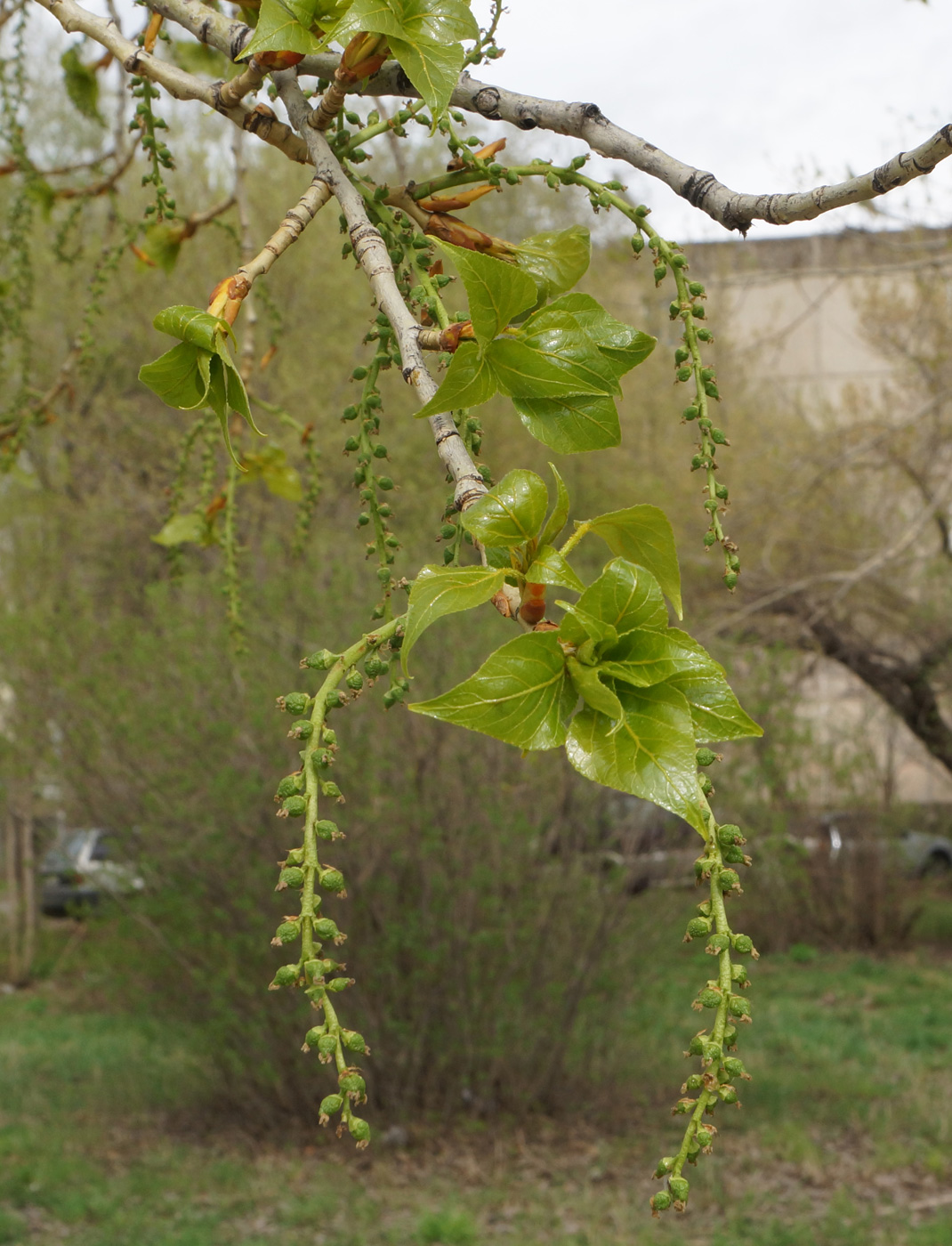 Изображение особи Populus &times; sibirica.