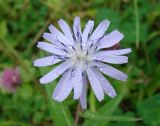 Lactuca sibirica