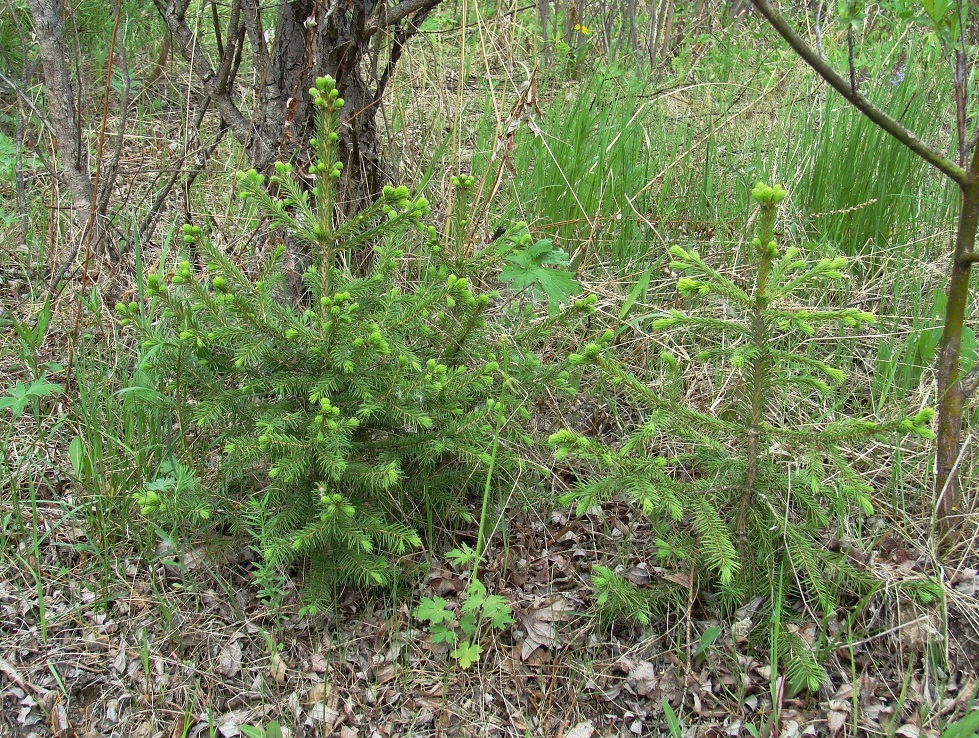 Изображение особи Picea obovata.