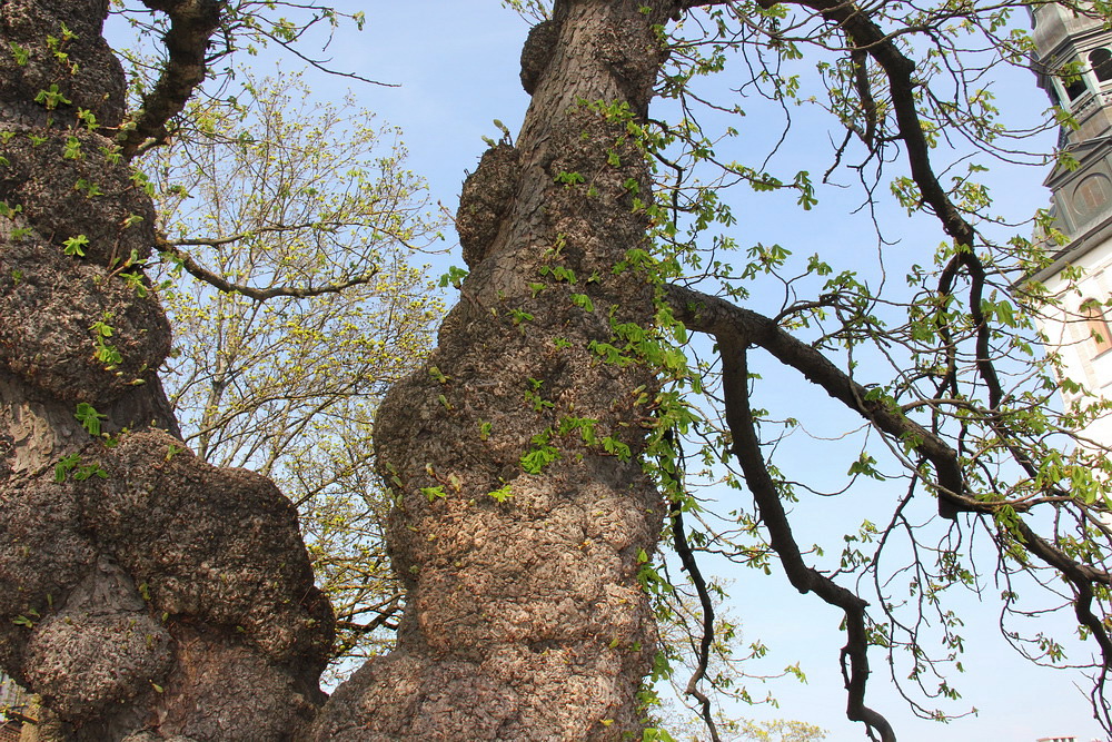 Image of Aesculus hippocastanum specimen.