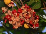 Cupaniopsis anacardioides