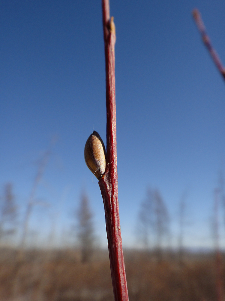 Image of Salix rorida specimen.