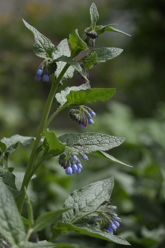 Изображение особи Symphytum peregrinum.