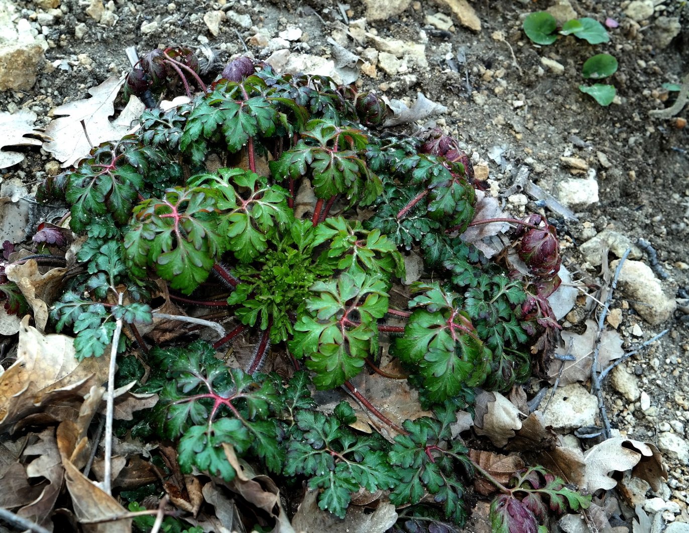 Image of Geranium purpureum specimen.