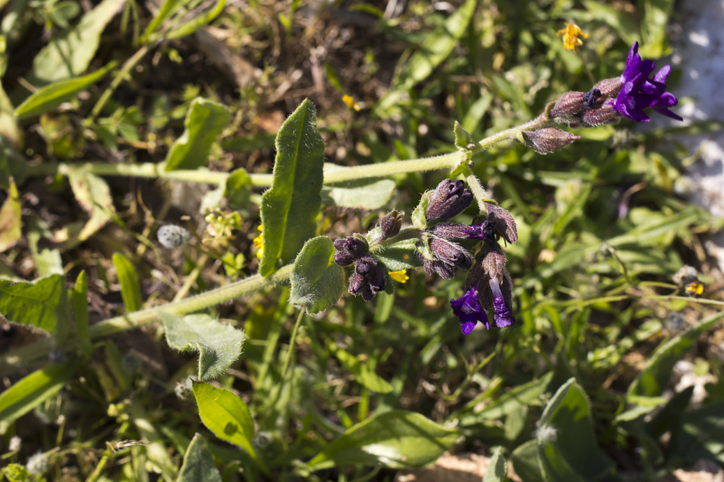 Изображение особи Anchusa hybrida.