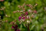 Filipendula vulgaris