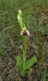 Ophrys apifera