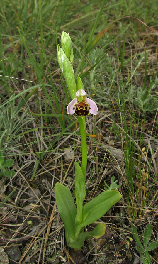 Изображение особи Ophrys apifera.