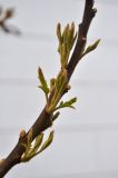 Image of taxon representative. Author is Марина Скотникова