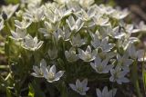 genus Ornithogalum