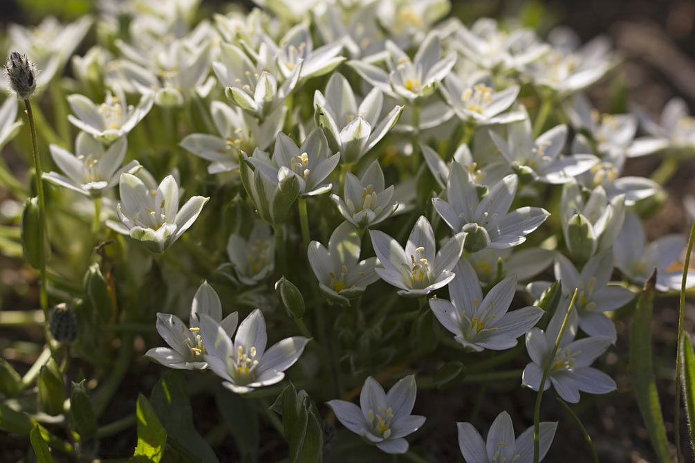 Изображение особи род Ornithogalum.