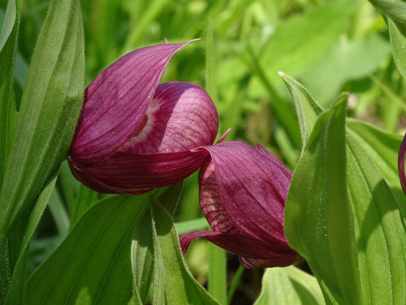 Image of Cypripedium macranthos specimen.