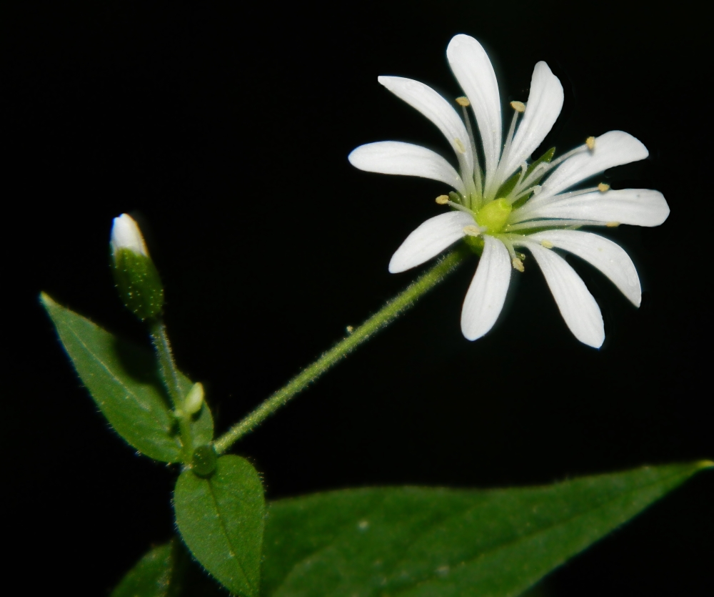 Изображение особи Stellaria nemorum.