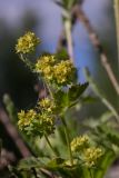 genus Alchemilla