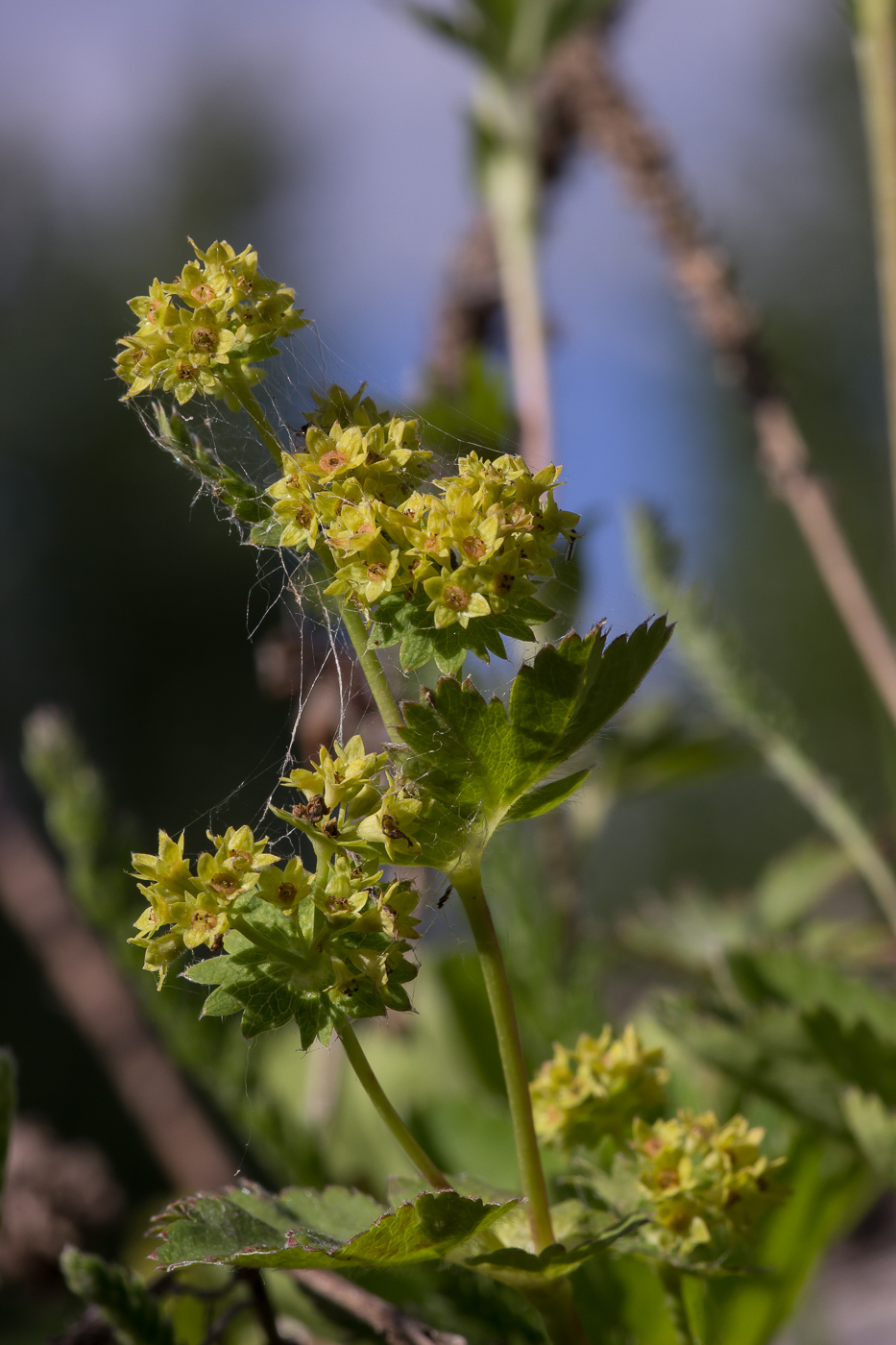 Изображение особи род Alchemilla.