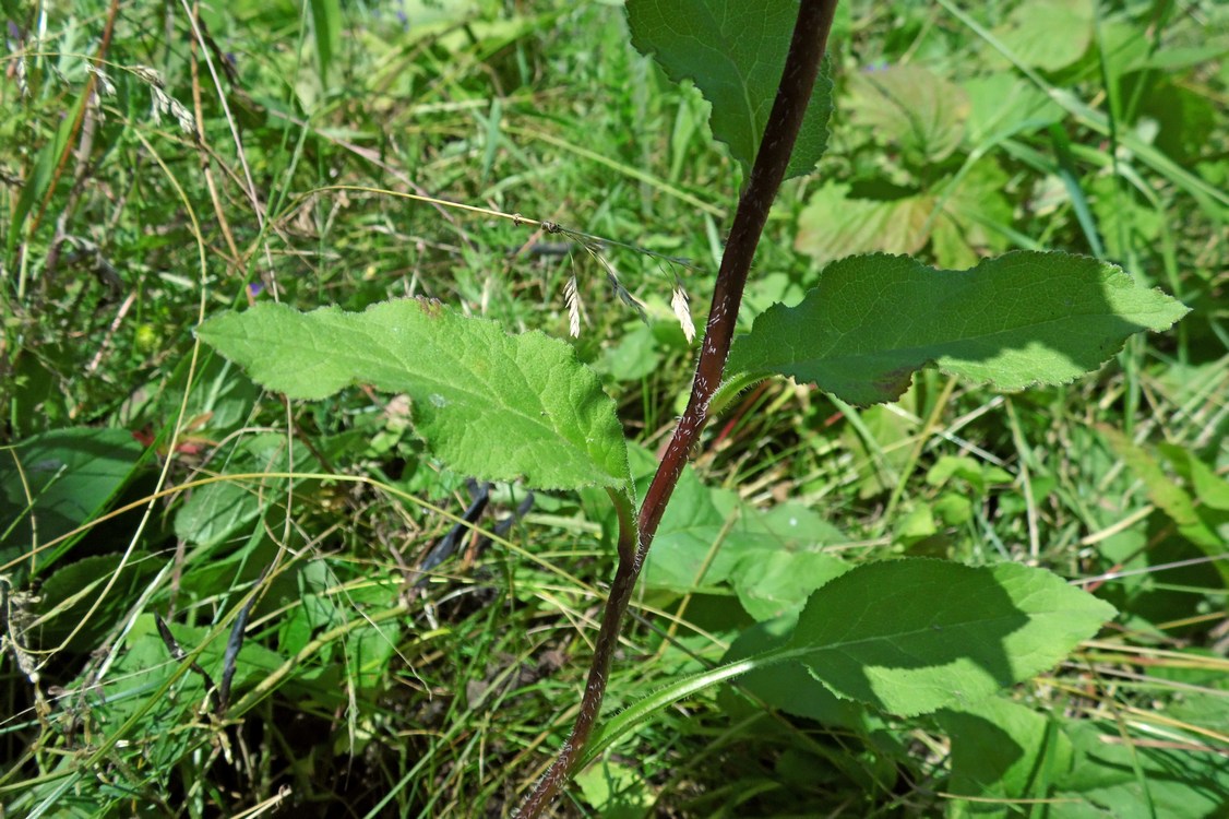 Image of Campanula glomerata specimen.