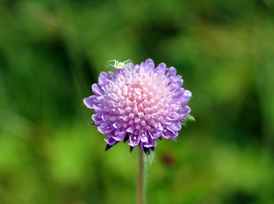 Изображение особи Knautia arvensis.