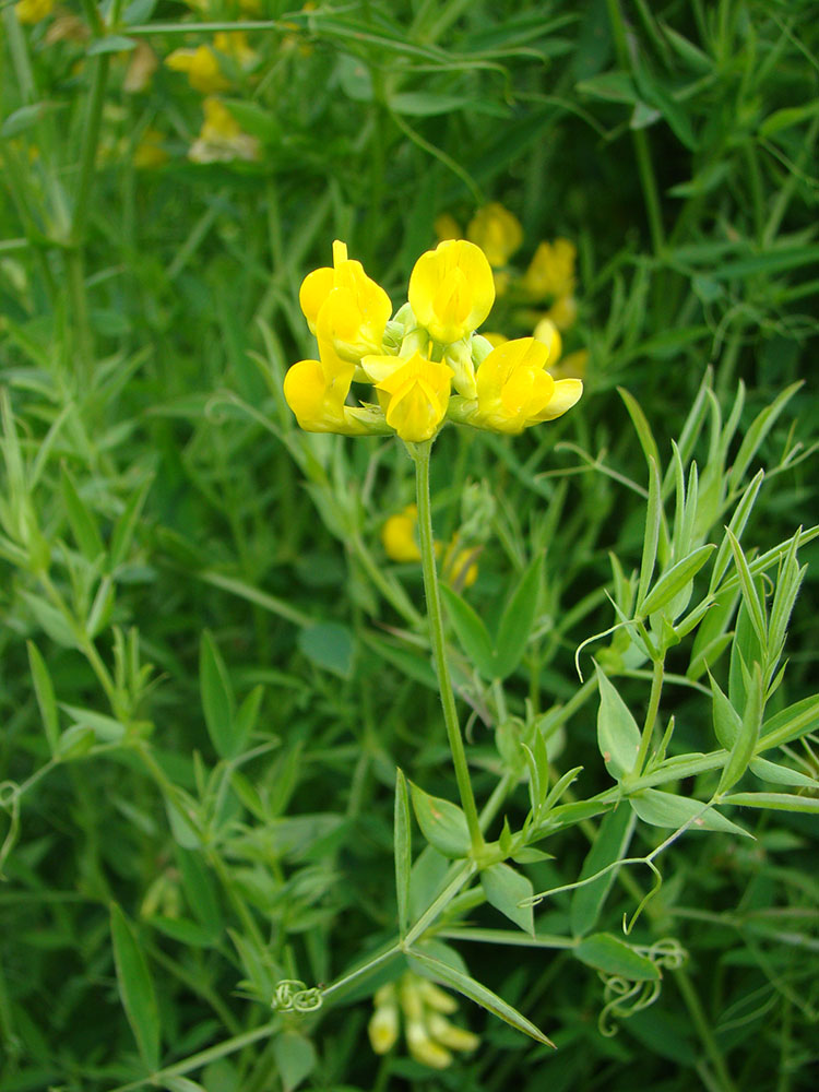 Изображение особи Lathyrus pratensis.