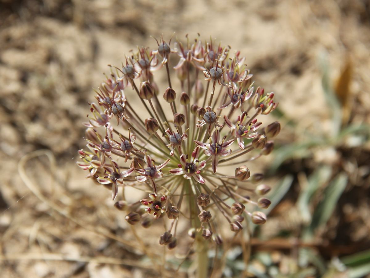 Изображение особи Allium verticillatum.